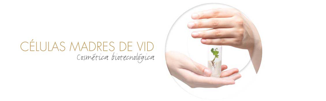 Células madres Células madres